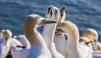 国信证券：维持腾讯控股(00700)“优于大市”评级 海外市场正成为其明确的第二增长曲线