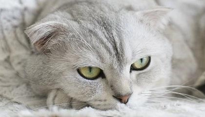 大行评级 | 招商证券国际：看好语音AI助力商业增长 首选Meta、谷歌、腾讯和阿里