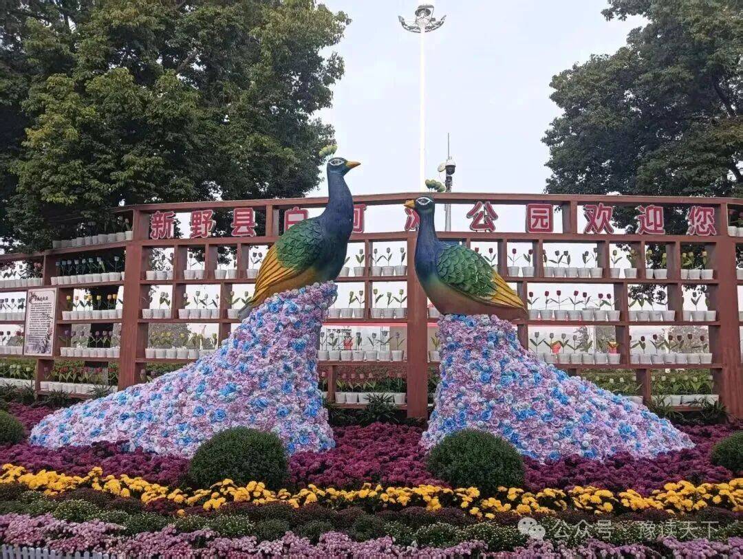 新野：那一抹菊香里的民生温度