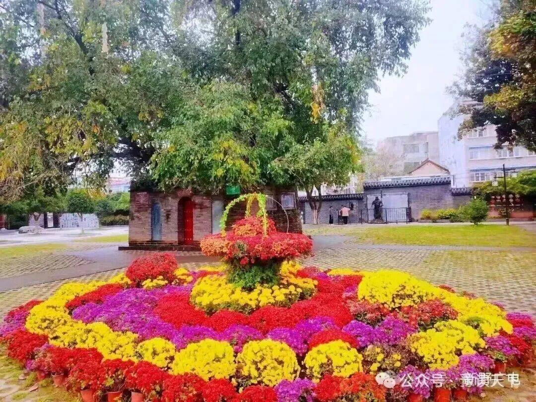 新野：那一抹菊香里的民生温度