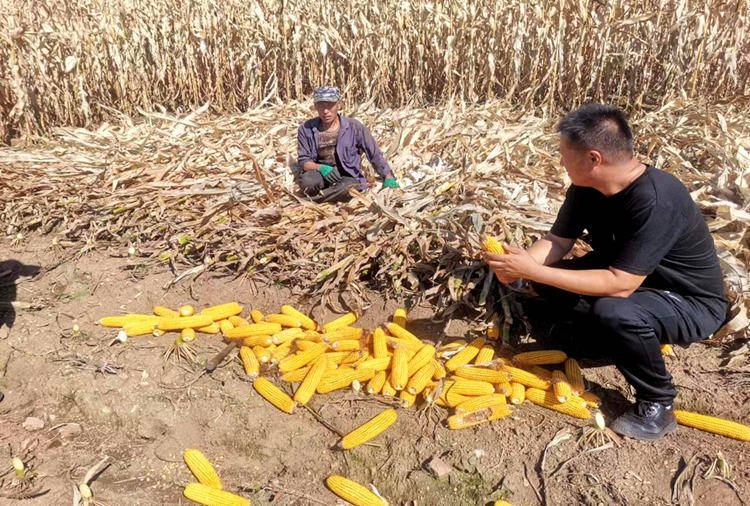 安图县亮兵镇：多维发力护秋收 颗粒归仓保民生